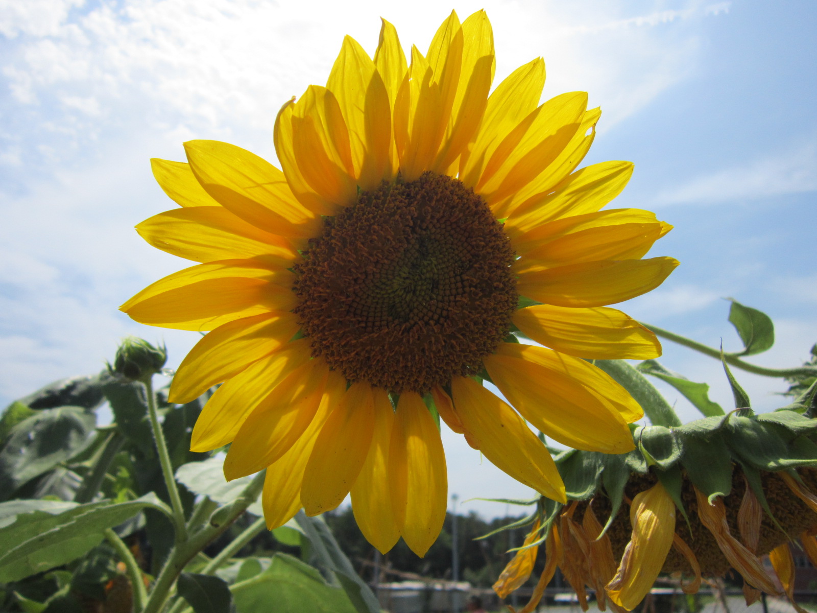 Welcoming Sunflowers!