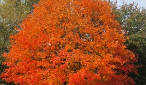 Lynn Johnson,Ballantyne,Asheville,Grandfather Mountain,Cashiers,Blowing Rock
