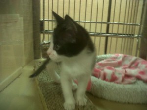 Ballantyne Pet Smart Kitten